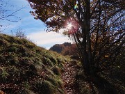 17 Splende il sole tra le piante colorate d'autunno